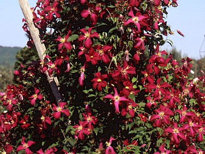 Garten Tagestipp 28 Januar: Schnitt kleinblumiger Clematissorten
