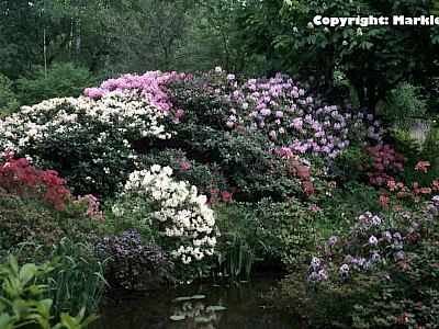 Garten Tagestipp 12 April: Standortwahl Rhododendron
