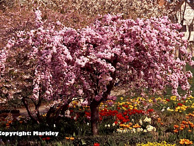 Garten Tagestipp 4 Mai: Japanische Blütenkirschen (Prunus-Sorten)