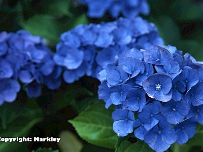 Garten Tagestipp 12 Juni: Blaue Hortensien