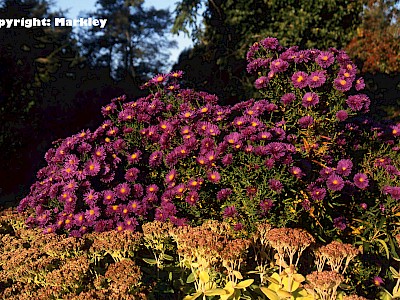 Garten Tagestipp 20 Oktober: Astern und Chrysanthemen teilen