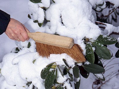 Garten Tagestipp 7 Januar: Schneelast beachten