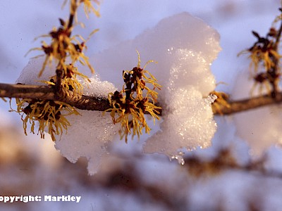Garten Tagestipp 8 Januar: Hamamelis-Blüte trotzt dem Frost