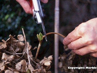Garten Tagestipp 23 Januar: Schnitt der Bauern-Hortensien
