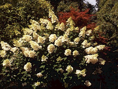 Garten Tagestipp 24 Januar: Schnitt der Rispen- und Schneeball-Hortensien