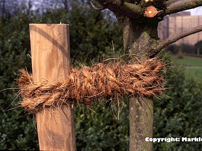 Garten Tagestipp 30 Januar: Baumbefestigung überprüfen