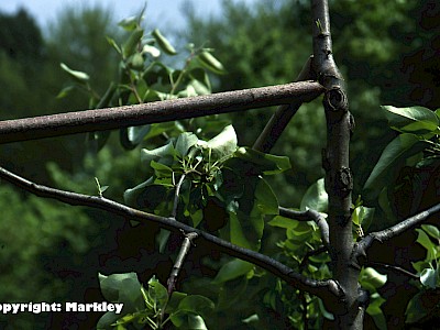 Garten Tagestipp 10 Februar: Obstbaumschnitt