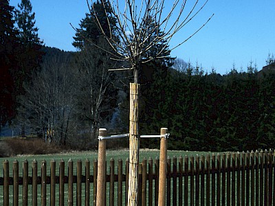 Garten Tagestipp 23 Februar: Schutzmanschette für Bäume
