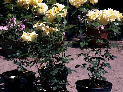 Garten Tagestipp 23 März: Einkaufstipps für Gartenrosen