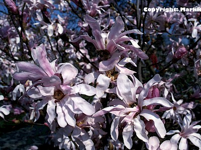 Garten Tagestipp 5 April: Magnolien