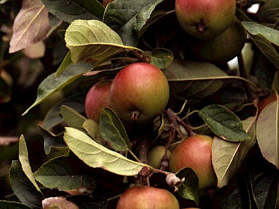 Garten Tagestipp 9 April: Apfelschorf bekämpfen