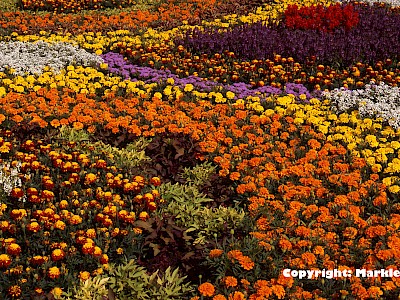 Garten Tagestipp 19 April: Sommerblumen als Blütenspender