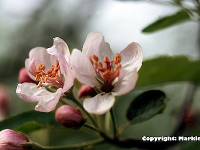 Garten Tagestipp 27 April: Schaden durch Apfelblütenstecher