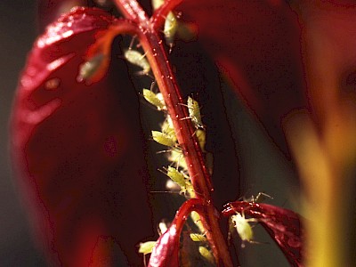 Garten Tagestipp 29 April: Blattlaus im Zaum halten