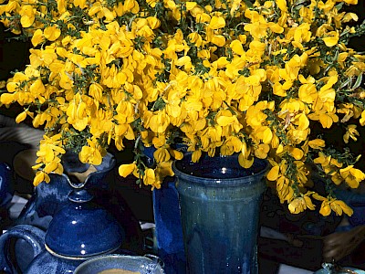 Garten Tagestipp 6 Mai: Edelginster und Flieder für die Vase