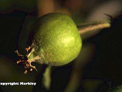 Garten Tagestipp 20 Mai: Pflanzenschutz: 'Wurm im Apfel'