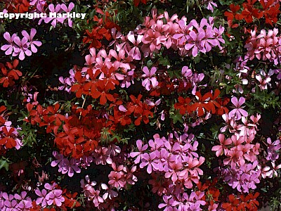 Garten Tagestipp 26 Mai: Balkonblumen entspitzen