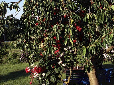 Garten Tagestipp 31 Mai: Rosenlianen erobern Baumkronen
