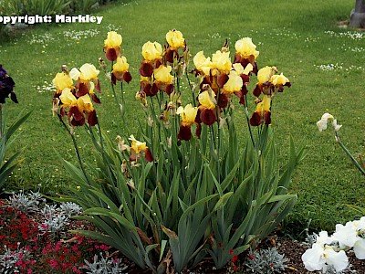 Garten Tagestipp 10 Juni: Iris