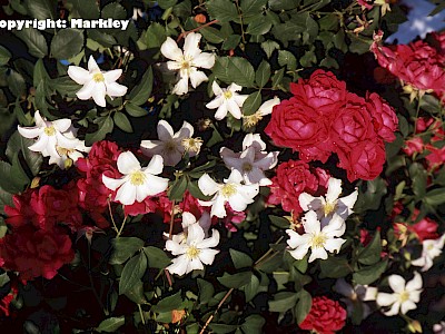 Garten Tagestipp 22 Juni: Rose und Clematis
