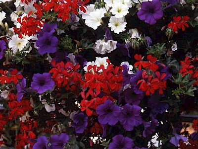 Garten Tagestipp 25 Juni: Sommerblumen düngen und pflegen