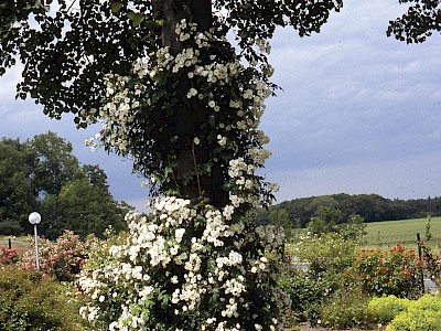 Garten Tagestipp 28 Juni: Voll im Trend: Ramblerrosen