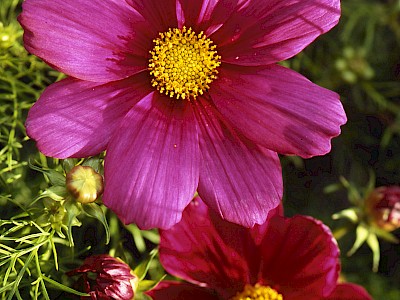 Garten Tagestipp 28 Juli: Blumensamen selber ernten