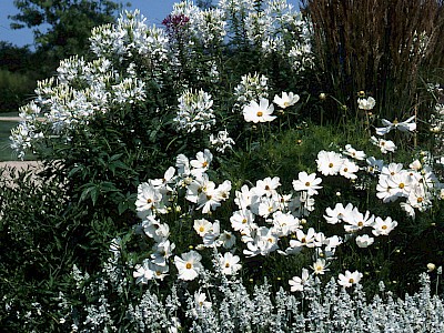 Garten Tagestipp 29 Juli: Die Farbe Weiß im Garten