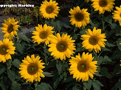 Garten Tagestipp 7 August: Sonnenblumen anbinden