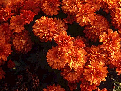 Garten Tagestipp 1 Oktober: Herbst-Chrysanthemen