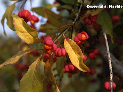 Garten Tagestipp 2 Oktober: Giftige Beeren