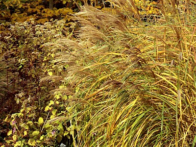 Garten Tagestipp 25 November: Genießen Sie die Wintersilhouetten Ihrer Gräser