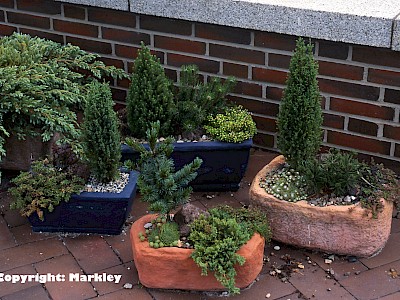 Garten Tagestipp 29 November: Zwerg-Nadelgehölze sind ideale Kübelpflanzen