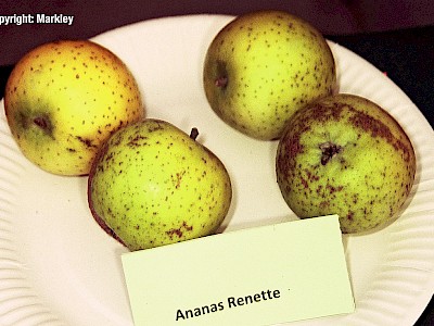 Apfel 'Ananasrenette'