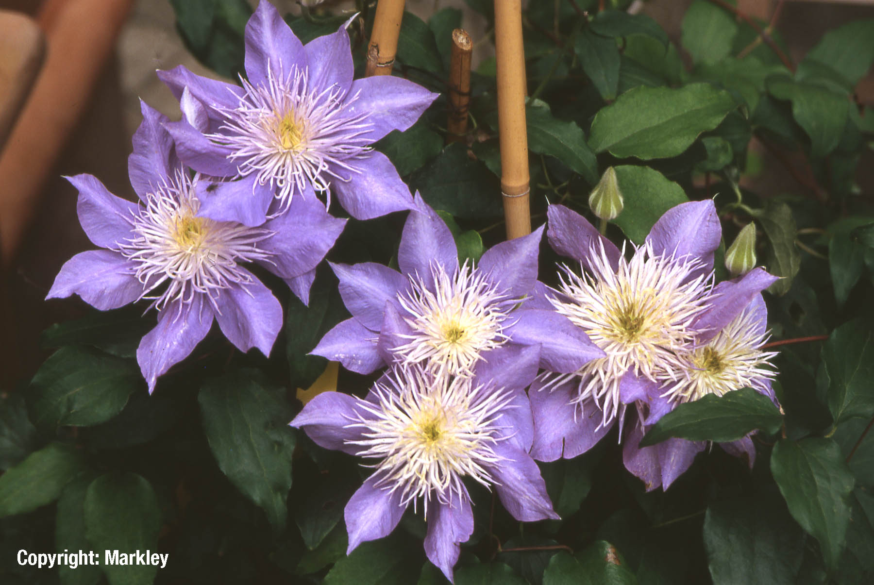 Großblumige Clematis 'Crystal Fountain'