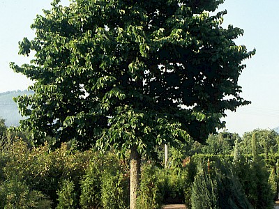 Baum-Hasel