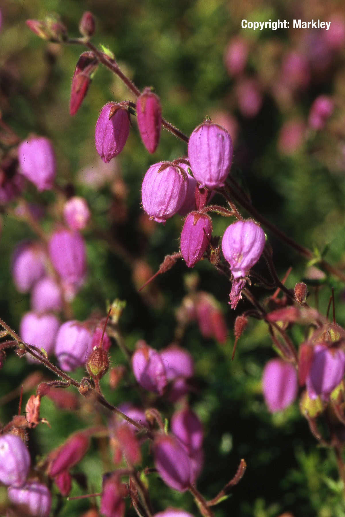 Irische Heide 'Globosa Pink'