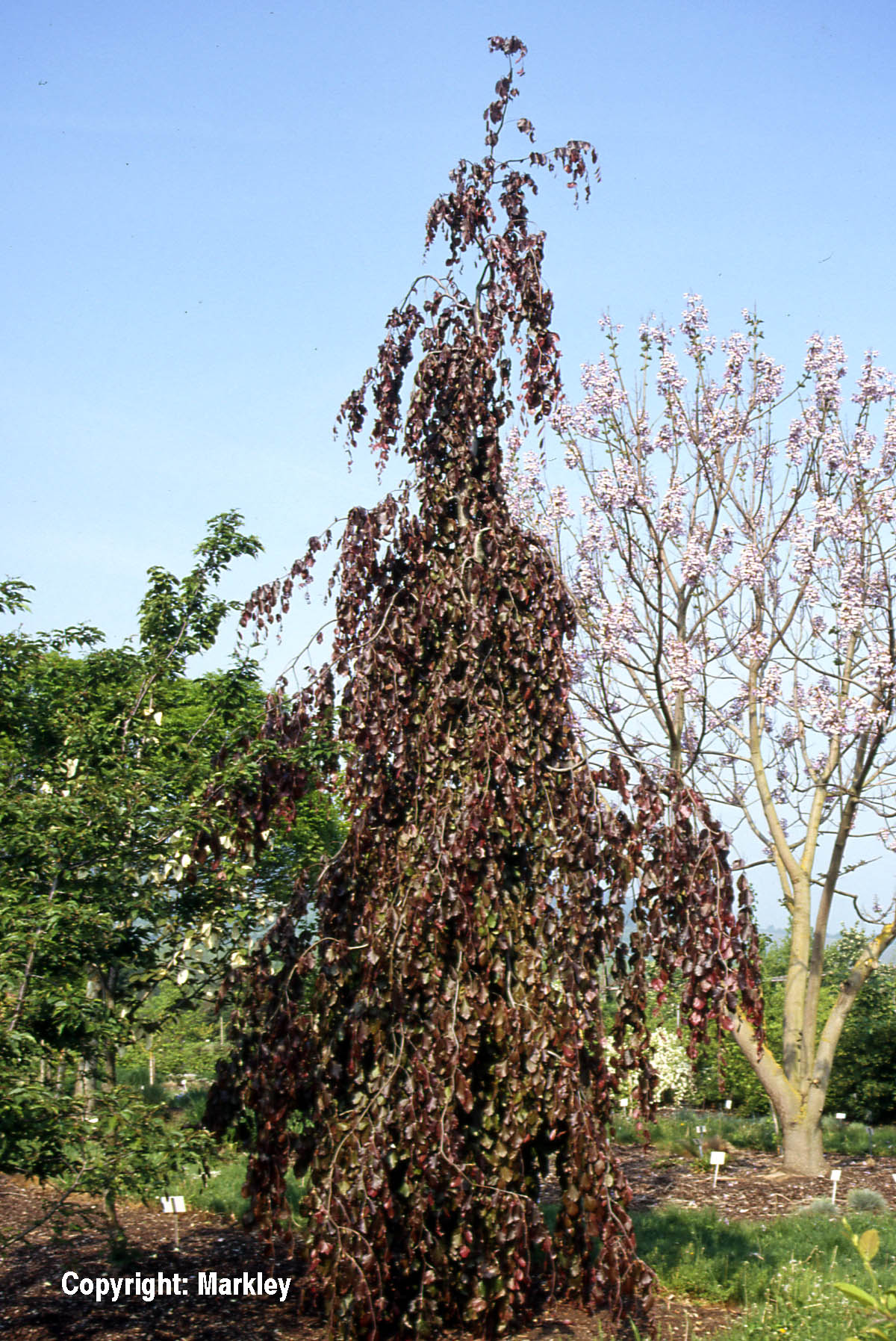 Hänge-Buche 'Purple Fountain'