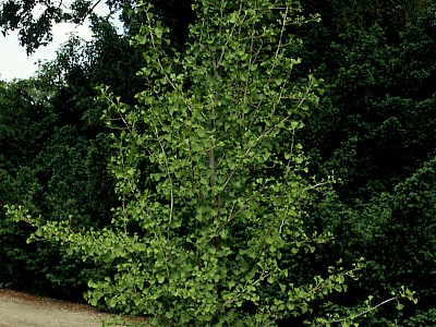 Fächerblattbaum 'Tit'
