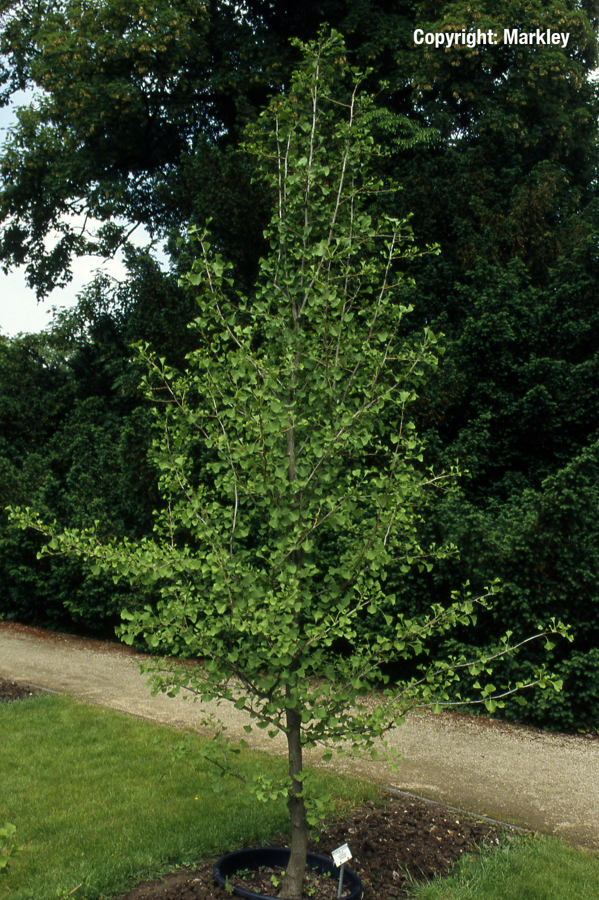 Fächerblattbaum 'Tit'