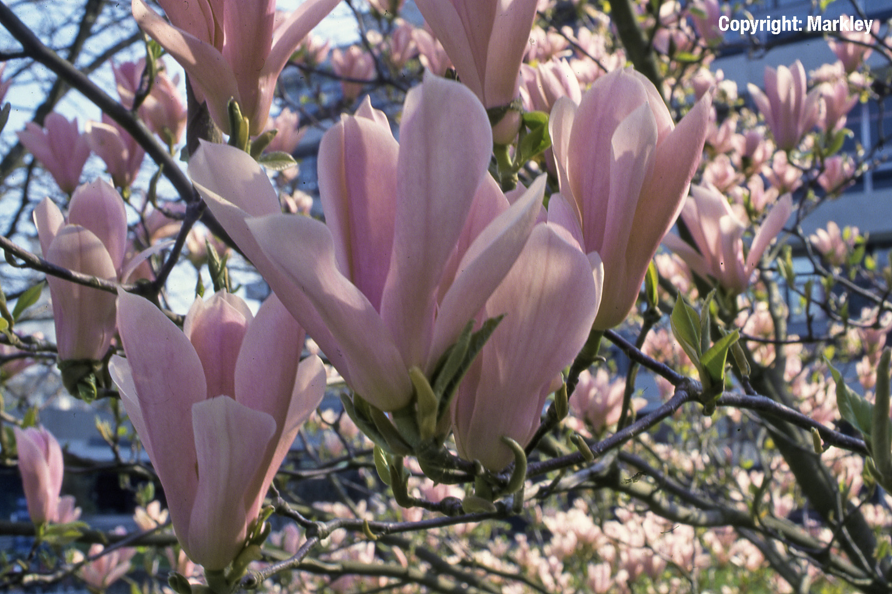 Tulpen-Magnolie 'Heaven Scent'