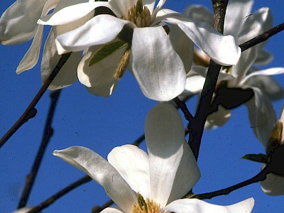 Baum-Magnolie