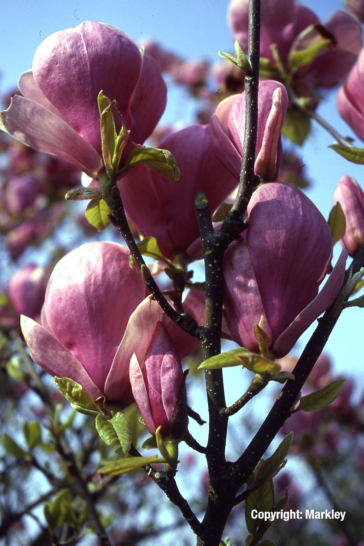 Tulpen-Magnolie 'Lennei'