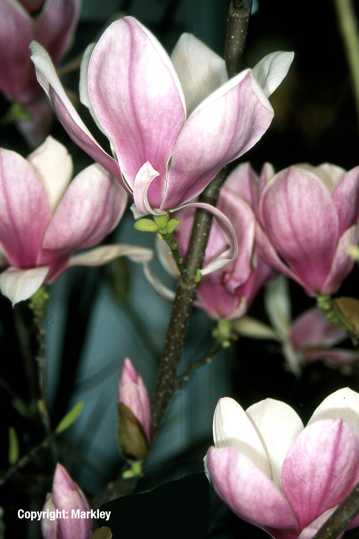 Tulpen-Magnolie 'Stricta'