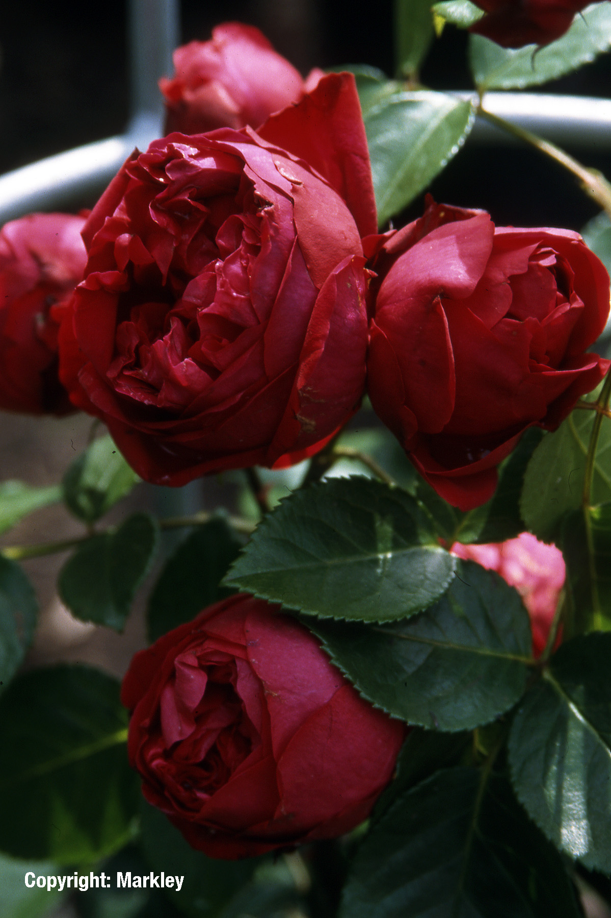 Strauchrose 'Red Eden Rose' -R-