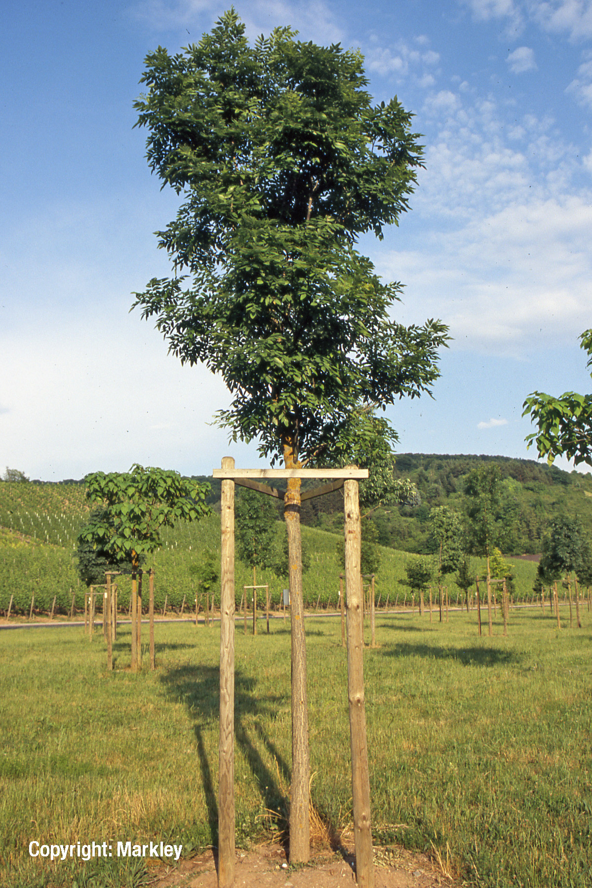 Säulen-Schnurbaum