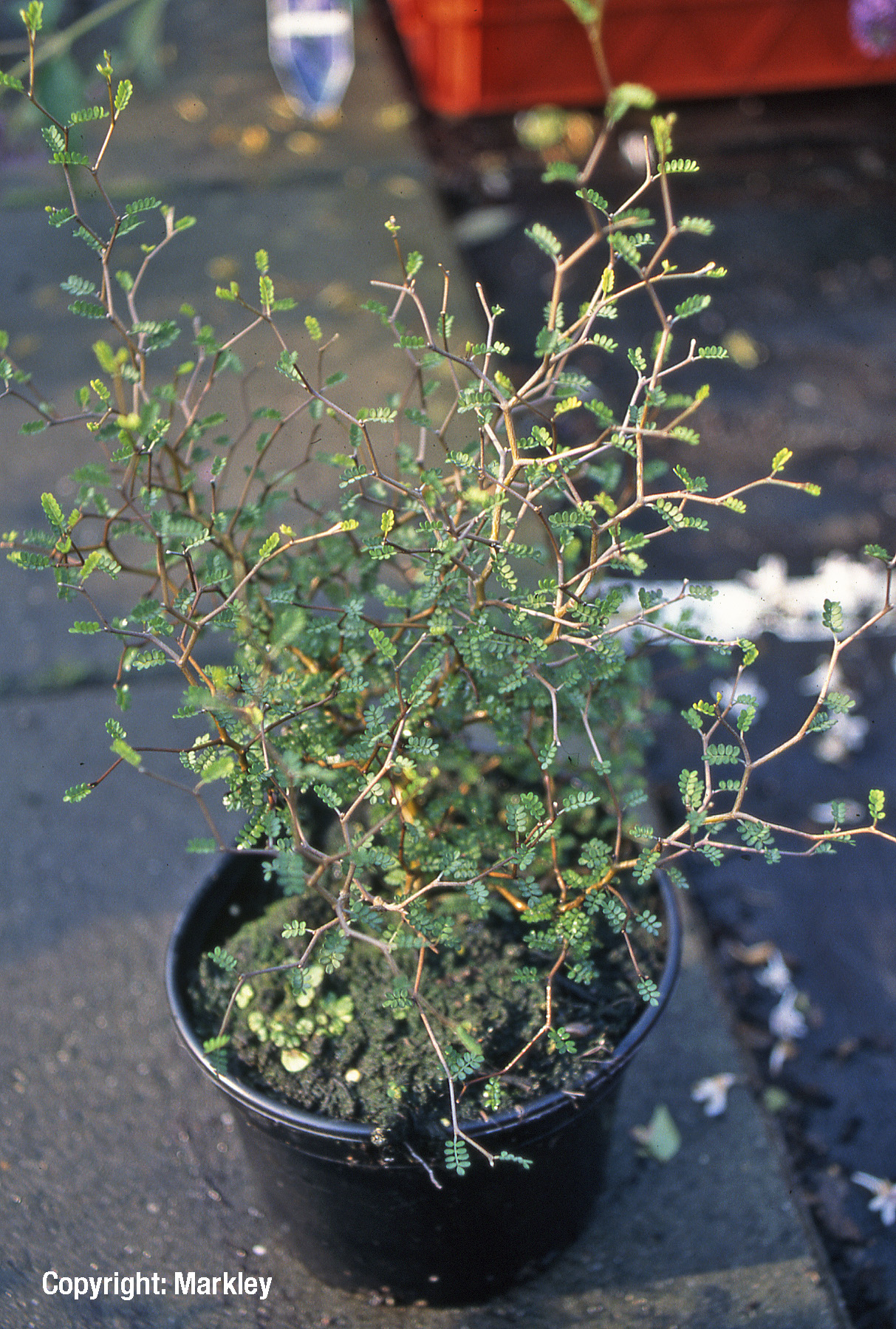 Niederliegender Schnurbaum 'Little Baby'