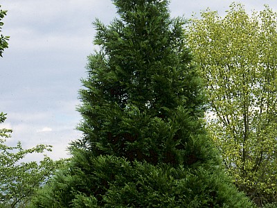 Riesen-Lebensbaum