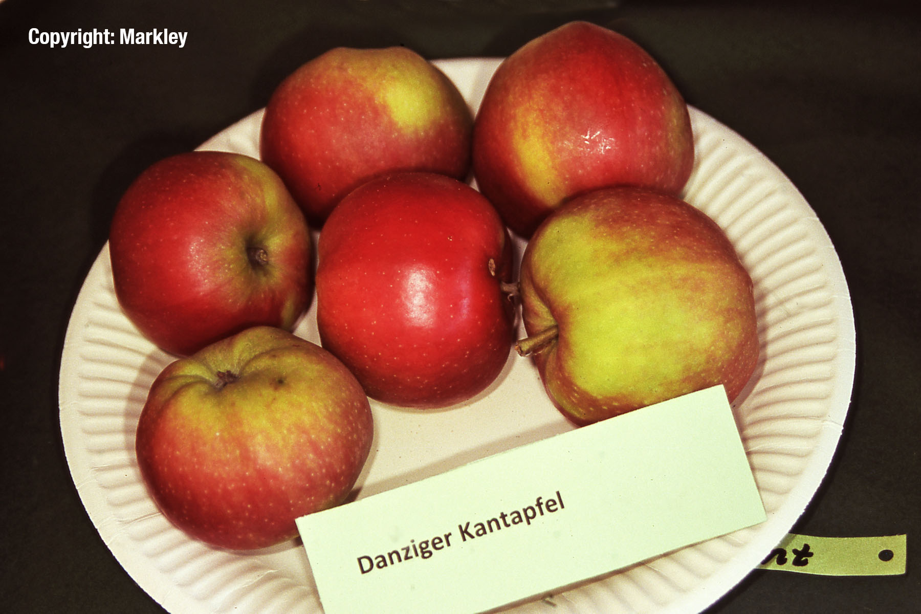 Apfel 'Danziger Kantapfel'