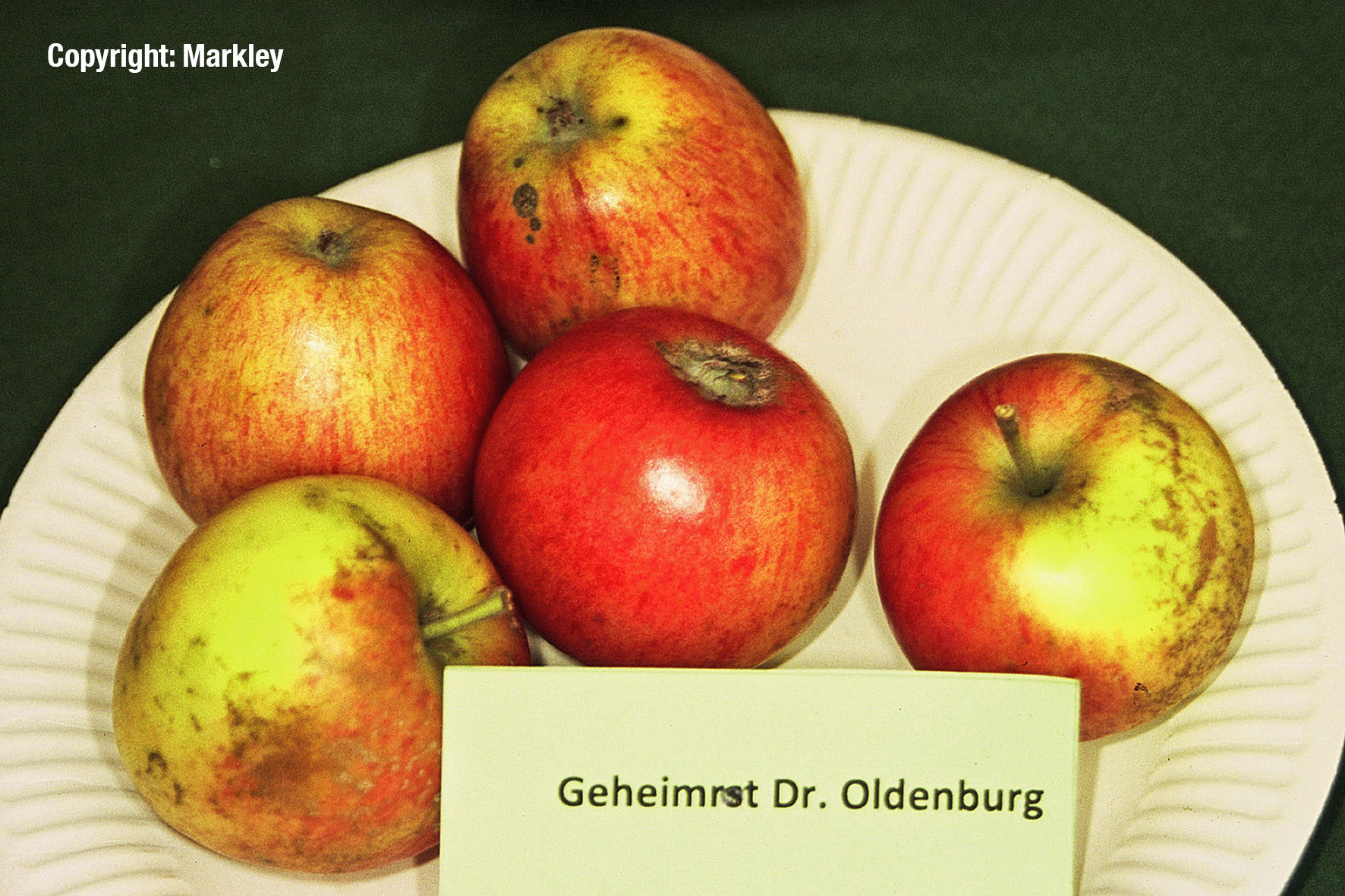 Apfel 'Geheimrat Dr. Oldenburg'